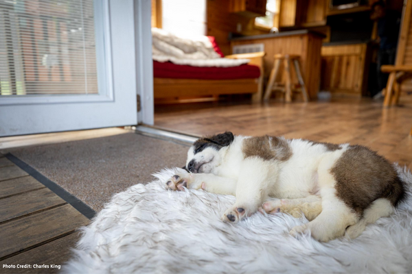 Puppy sleeping on cozy faux fur orthopedic dog bed after a long day of camping