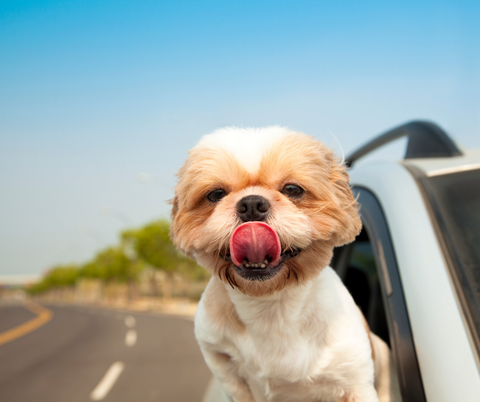 small dog sticking happily hanging out of car window