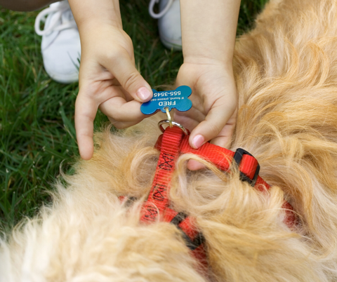 close up of dog harness with dog ID tag