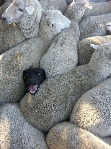 black lab stuck among a bunch of Sheep