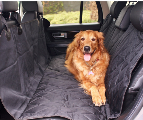 Golden Retriever on black back seat dog cover in car
