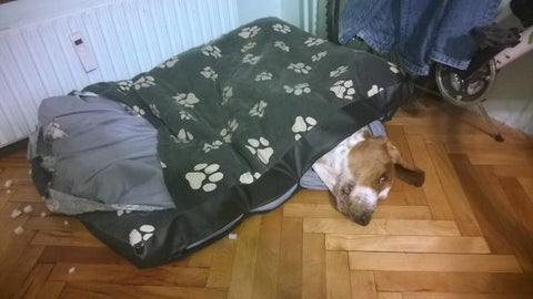 Dog Stuck in Bed