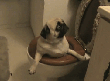 gif of pug stuck in toilet