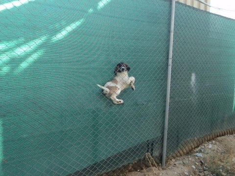 small dog Stuck in Fence