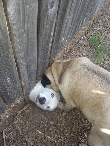 Dog Stuck in Fence