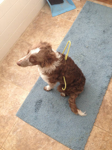 Dog in Plastic Hanger