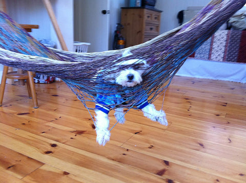 Maltese dog caught in a hammock