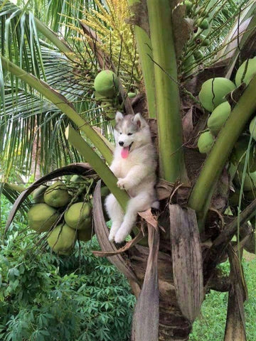 Dog on coconut tree