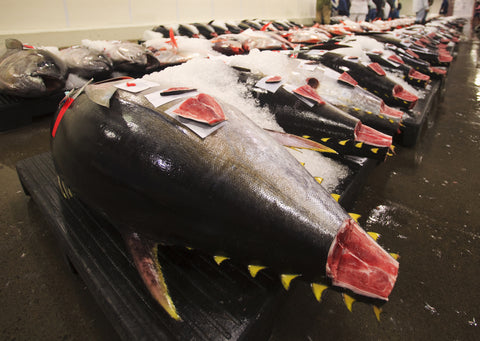 fresh big eye ahi at the honolulu fish market