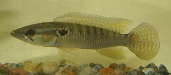 Crenicichla_punctata_grande.jpg?v=148362