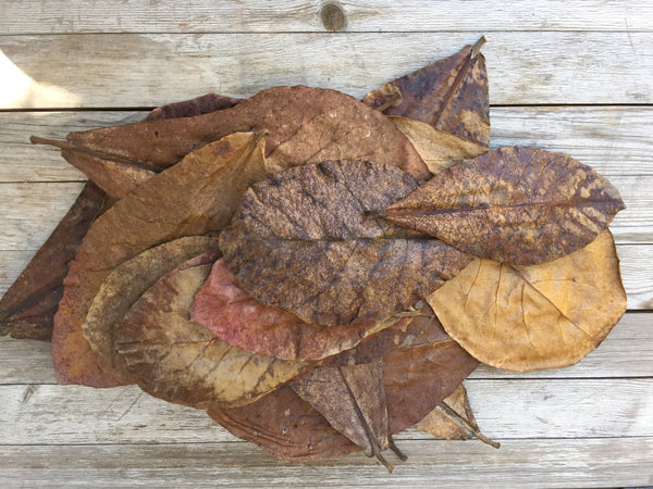 Leaves and the DIY Factor - Tannin Aquatics