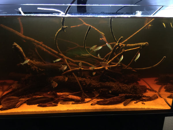 The strange dichotomy of peat moss - Tannin Aquatics