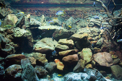 How to Hardscape an African Cichlid Tank 