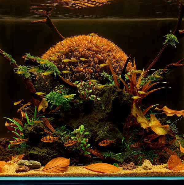 North American Native Fishtanks — Looking for thoughts/advice! I'm working  on a