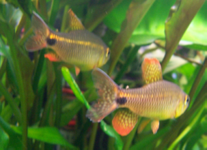 sailfin_tetra_I_1_large.PNG?841452174684