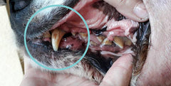 periuta de dinti cu ultrasunete pentru caini