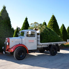 Chandlers Hill Christmas Tree Farm