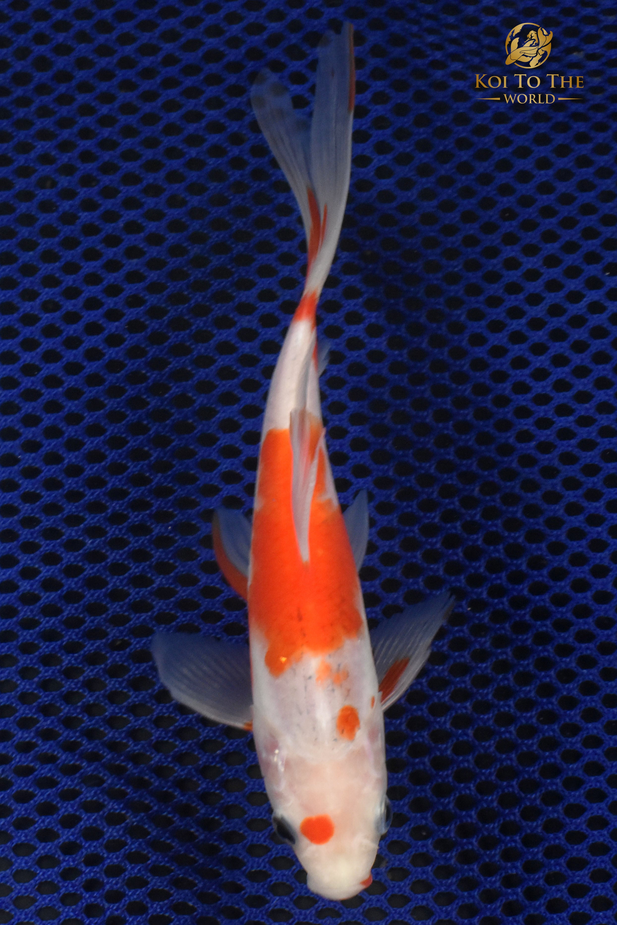 6.5" SARASA COMET