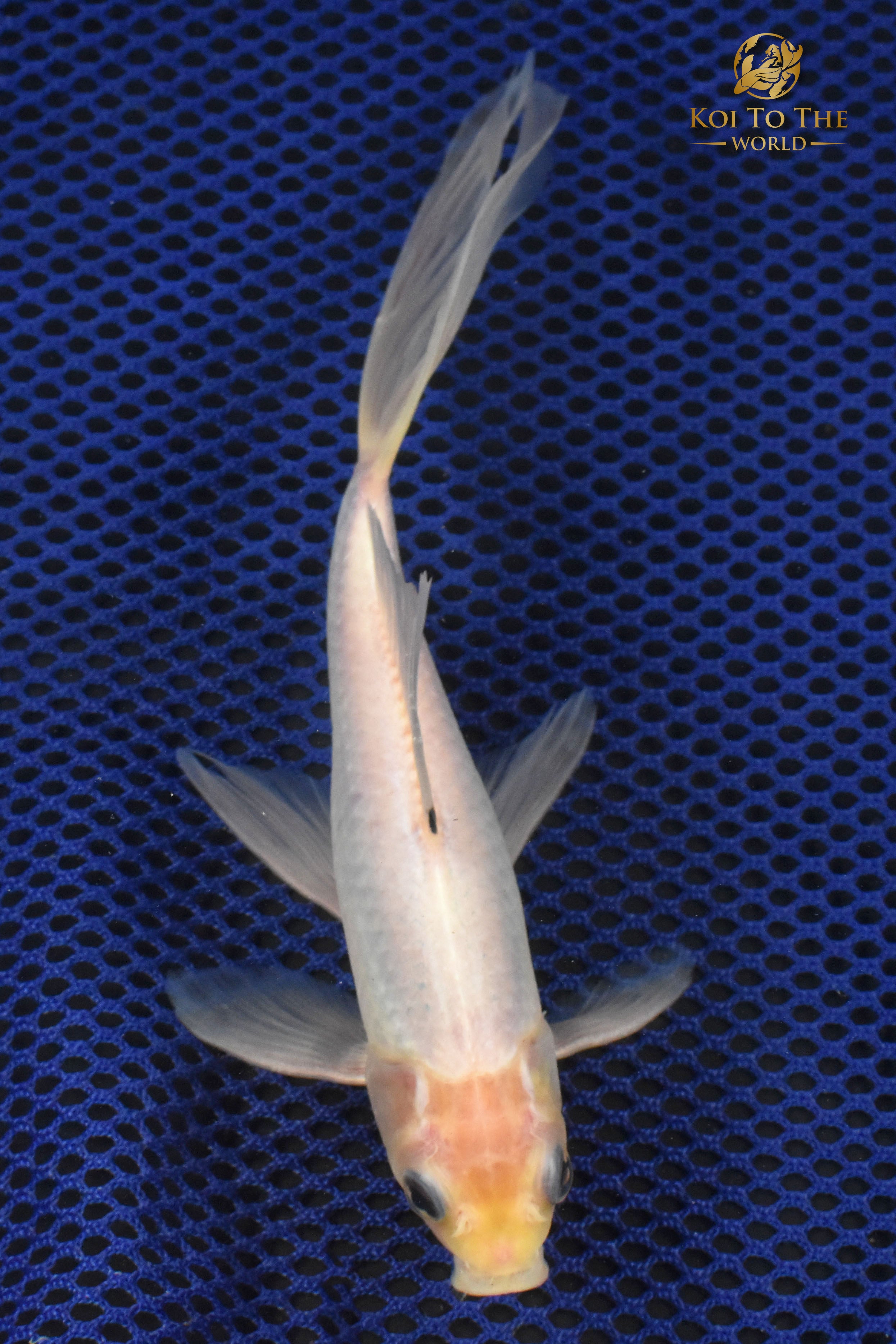 7.75" SARASA COMET