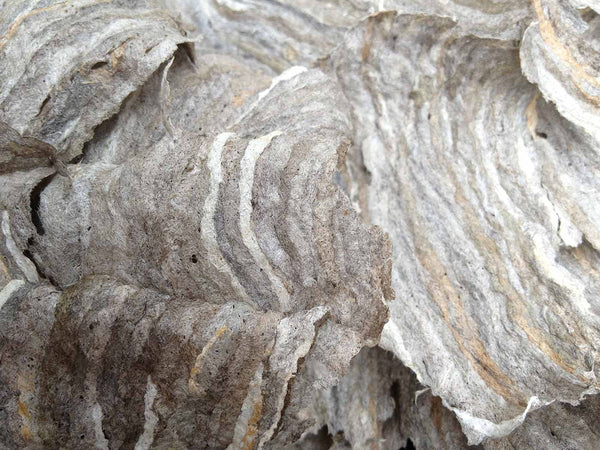 hornet nest texture