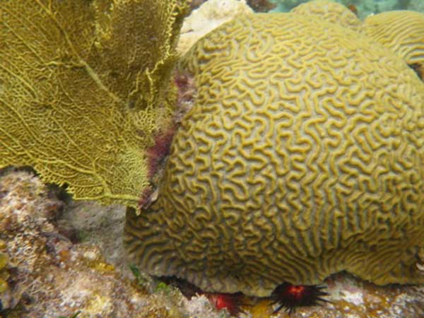 strigosa brain coral