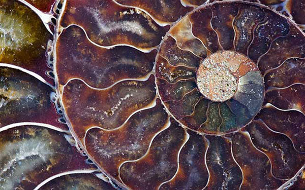 ammonite shell