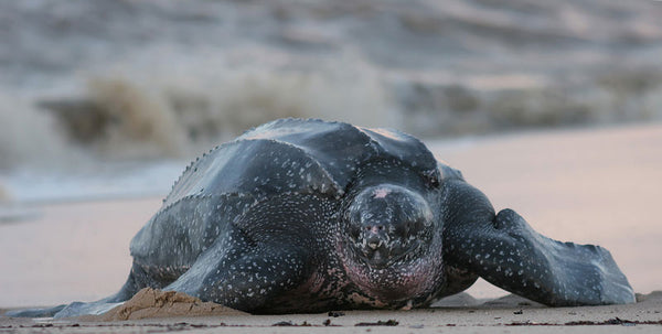 Leatherback (Dermochelys Coriacea)