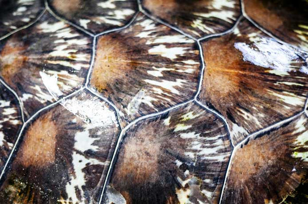 Sea Turtle pattern