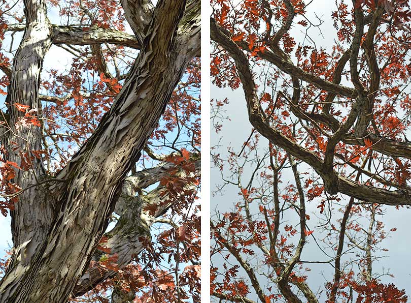 West Point Cemetery Trees