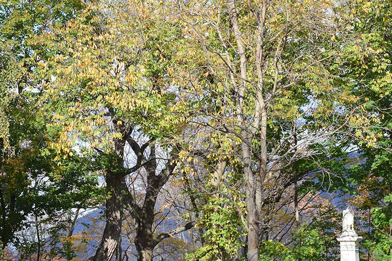 West Point Cemetery Trees