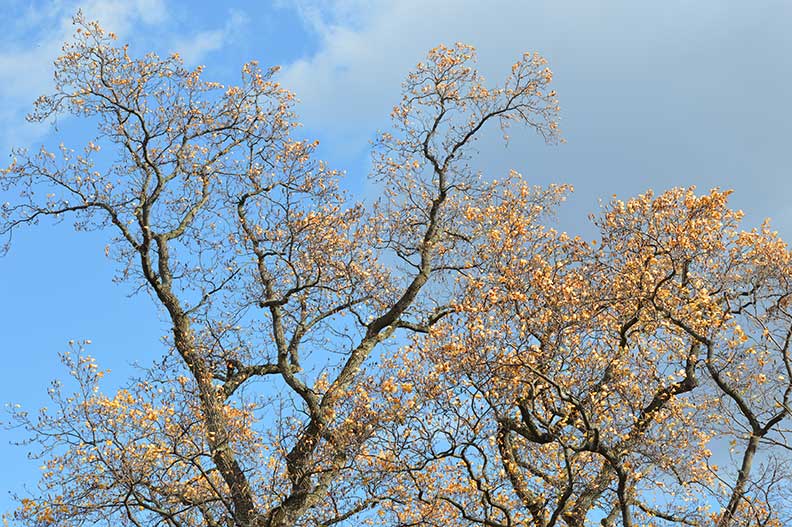 West Point Cemetery Trees