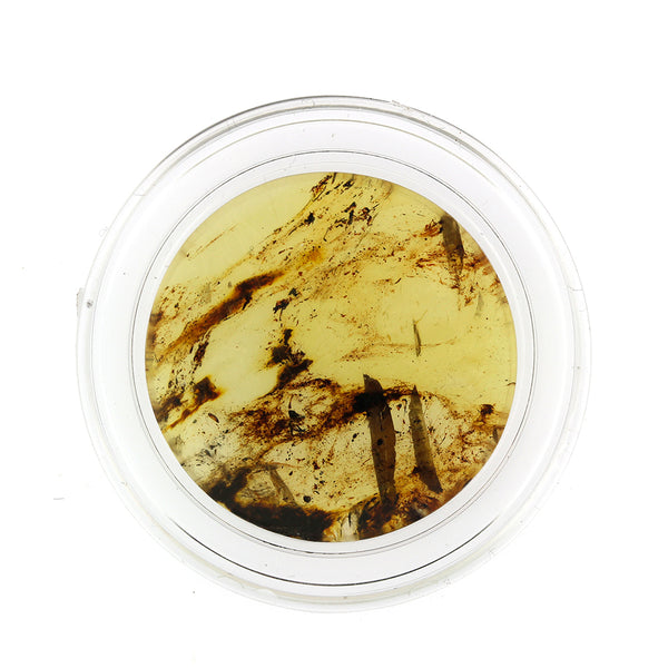 Amber Specimen Coin