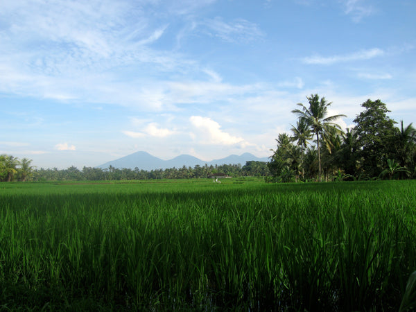 Bali, Indonesia Rice Paddy