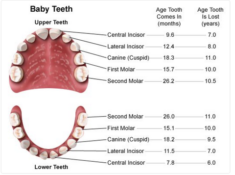 Teething Chart