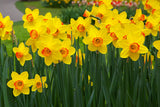 St Davids Day blog Welsh daffodils