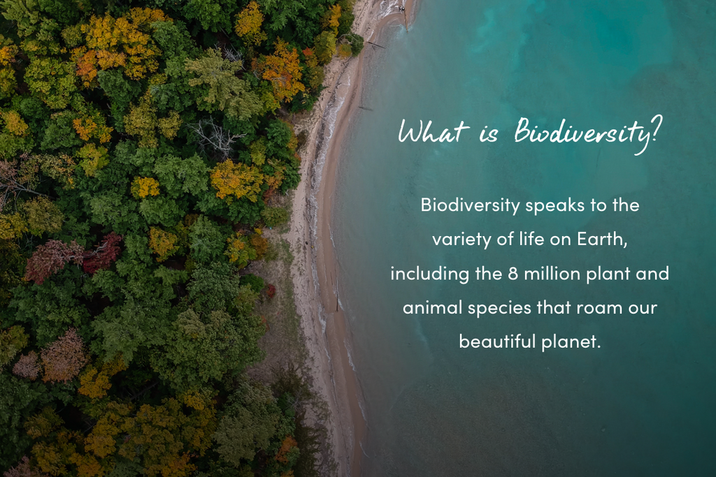 What is biodiversity?