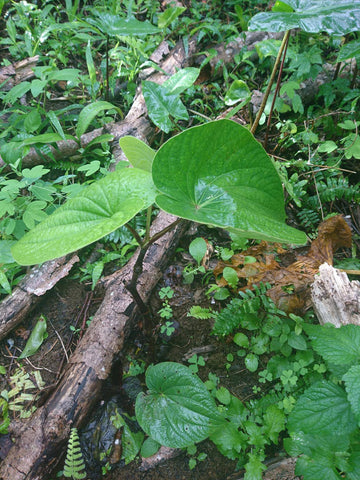 young kava plant
