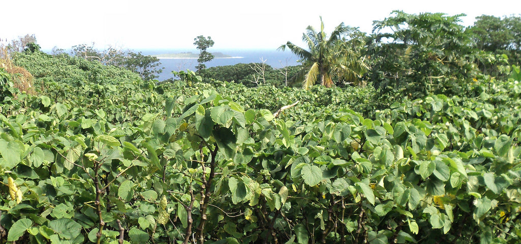 Kava Kava