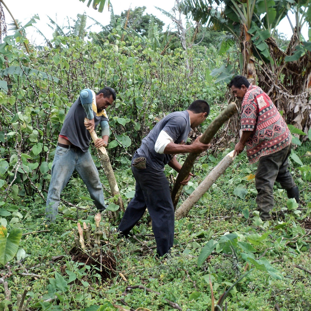 Harvesting Kava