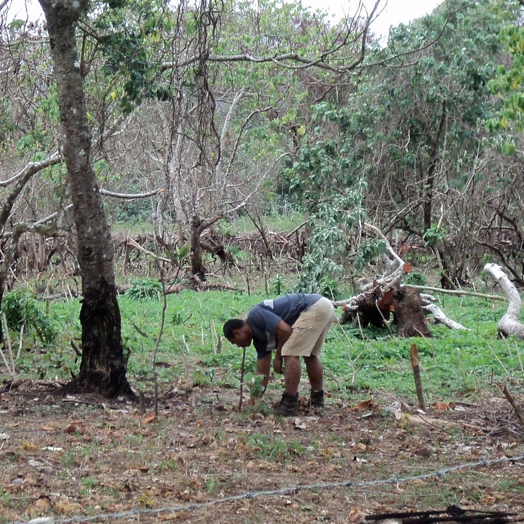 Direct Kava Planting
