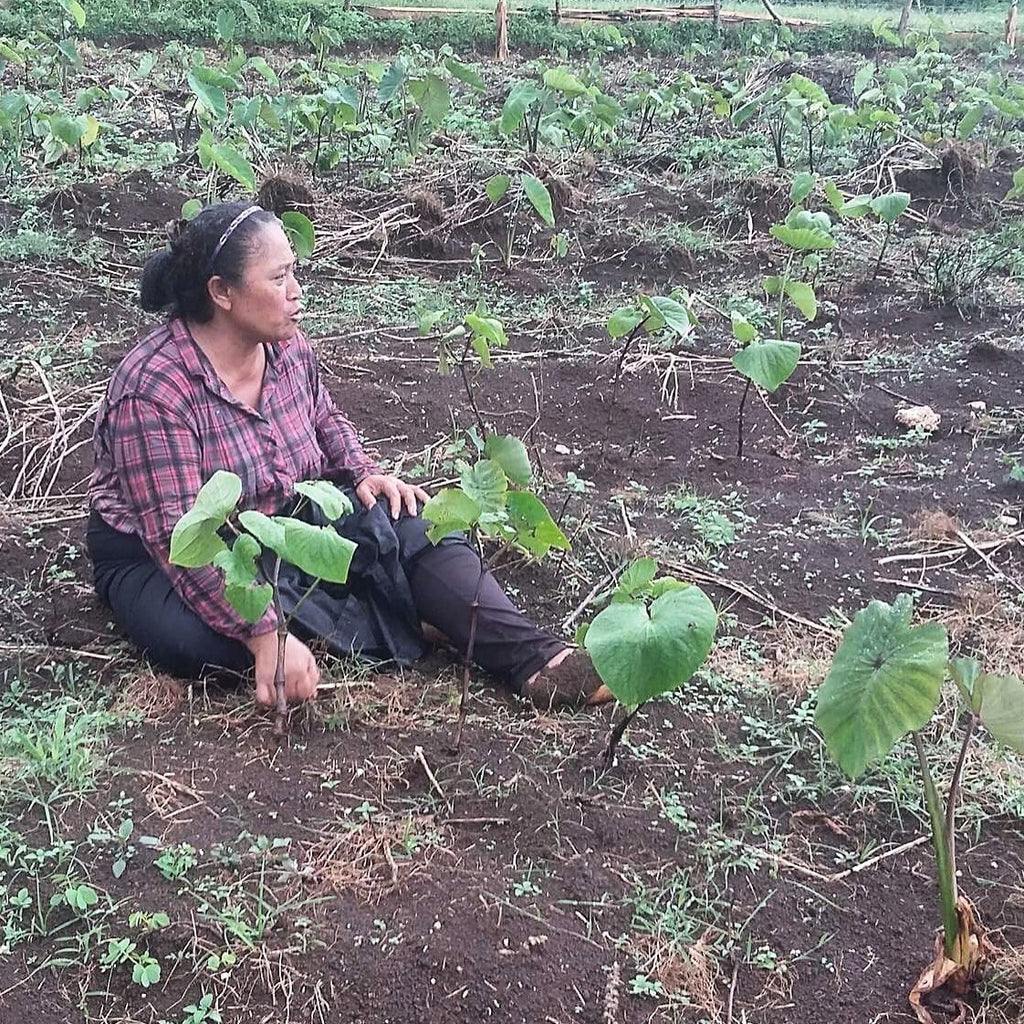 Kava Planting