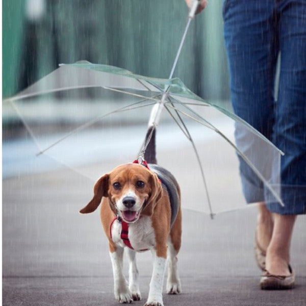 dog umbrella