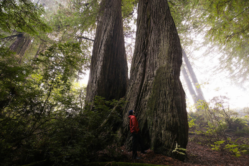 Redwoods National Park