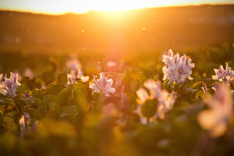 Image showing a field full of flowers during the sunset with warm sunlight shining over them. 