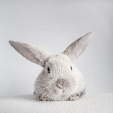 ARK Skincare rabbit representing the brand ethos 