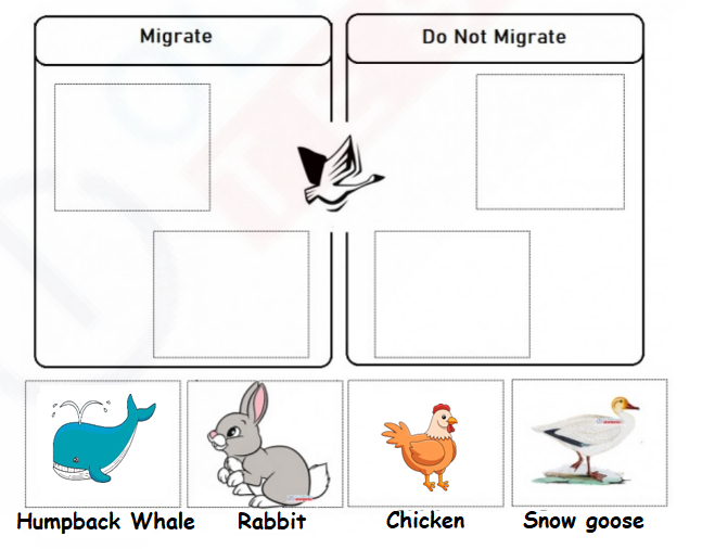 Animal Migration Worksheet | Olympiad tester