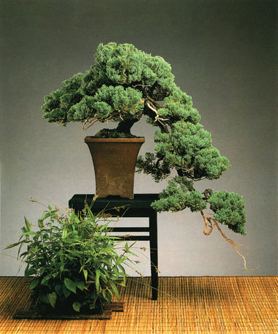 show quality juniper procumbens nana