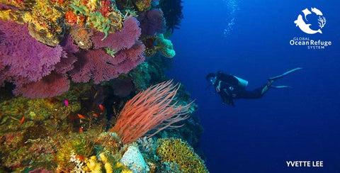 A diver in GLORES award-winner Tubbataha Reefs Natural Park. Photo: Yvette Lee, courtesy of the Tubbataha Reef Management Office