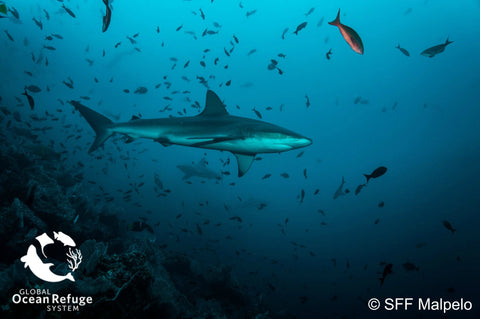 A Galapagos shark in Malpelo Fauna and Flora Sanctuary. Photo courtesy of Parques Nacionales Naturales de Colombia 