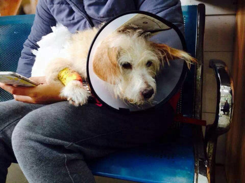 surgery help dog yunnanbaiyao